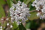 Swamp milkweed